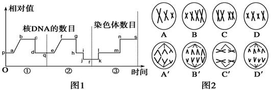 A、B、C、D细胞中的a呈现出14的变化,b呈现出2421的变化,c呈现出2211的变化,d呈现出0420的变化,所以a是细胞个数、b是DNA分子数、c是染色体数、d是染色单体数,故A选项正确;由题图可知A表示精原细胞、B表示初级精母细胞、C表示次级精母细胞、D表示精细胞或精子,由于C、D细胞中染色体数都是1,而着丝点分裂发生于减数第二次分裂后期,所以其发生于细胞CD的过程中,故C选项正确;精原细胞含有Y染色体,故B错;基因自由组合定律的细胞学基础是减数第一次分裂后期的同源染色体分离,