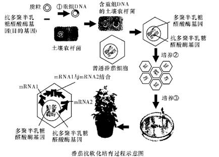 是幽门螺杆菌(Hp)感染。在患者体内采集样本并