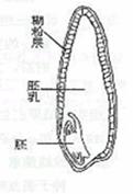 给矮茎豌豆地上部分施用赤霉素后,植株长得又细又高,可以恢复到正常