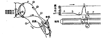 下图为膝反射弧结构示意图及动作电位在神经元