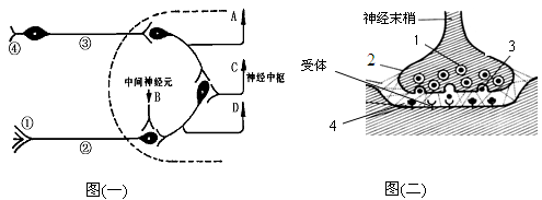 下图(一)是反射弧的组成示意图(虚线内为神经中枢)，图(二)是一个突触的结构示意图，根据图示信息回答下列问题: