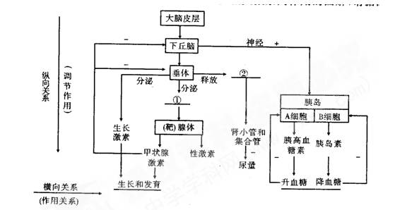 下列关于人体体温调节正确的是