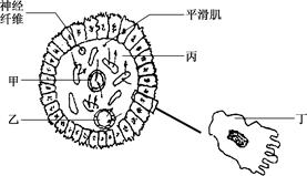 小肠的内表皮细胞向肠腔发出突起叫小肠绒毛,小肠绒毛内有丰富的毛细