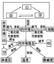 下图是内环境及其稳态的概念图。请据图分析回