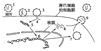 下图为艾滋病病毒(hiv)侵染人体淋巴细胞及其繁殖过程的示意图.