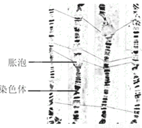 果蝇幼虫唾液腺细胞在分裂间期,某一条染色体多次复制