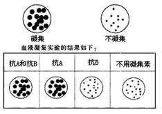"习题详情  人的abo血型可以通过凝集素抗a和凝集素抗b的凝血反应来