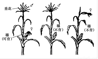 某雌雄同株植物花的颜色由两对基因(A和a,B和