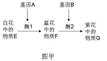 英国科学家古德费罗等人在男性的Y染色体末端