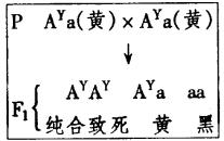 "在小鼠中,有一复等位基因系列,其中有下面."习题详情