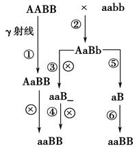 下图是某一年生自花传粉植物的某些基因在亲本