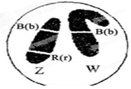 答:(1)鸡冠的形状是由位于不同对的常染色体上