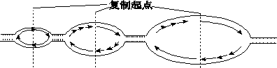 如图为真核生物染色体上dna分子复制过程示意图,有关叙述错误的是