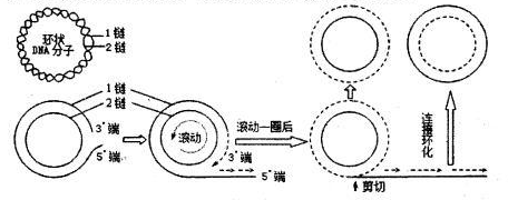 "习题详情  某长度为1000个碱基对的双链环状dna分子.