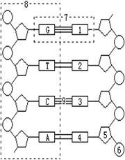 若dna分子的一条链中(a t)/(c g)=a,则其互补链中(a t