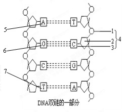 (10分)下图为dna分子结构示意图,请据图回答: (1)指出下列各部分名称