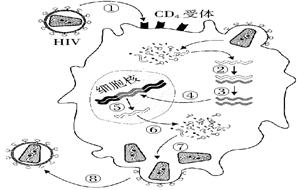 回答有关免疫的问题 下图为艾滋病病毒(hiv)通过人体t淋巴细胞膜上的