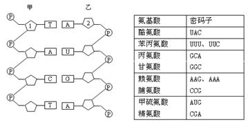 下图是生物体内进行遗传信息传递的部分图解,