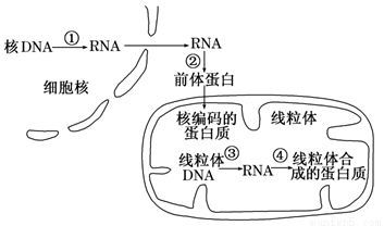 操纵元是原核细胞基因表达调控的一种组织形式