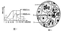 "习题详情  马蛔虫作为实验材料常用于研究细胞的增殖,下图一表示处于