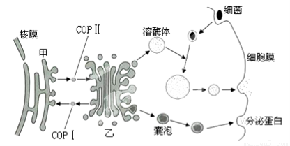 下图表示细胞的生物膜系统的部分组成在结构与