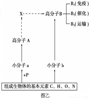 号是_。Ⅱ.图乙表示人体内几种化学元素和化合