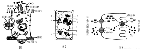 经过分析,习题(11分)下图l是小肠上皮细胞亚显微结构示意图,图2是植物细胞亚显微结构示意图,图3为氨基酸和Na+进出肾小管上皮细胞的示意图。请据图分析回答:(1)细胞膜的基本骨架是____。 图1细胞有无细胞周期?____。(2)细胞膜表面还存在水解二糖的膜蛋白D,说明膜蛋白D具有____功能。细胞膜可执行多种功能,从膜的成分分析,出现这一现象的主要原因是____。(3)若图2是一同学画的洋葱根尖分生区细胞结构模式图,请写出图中多画的三种细胞结构____(用图中标号表示)。(4)若将紫色洋葱表皮细胞置于