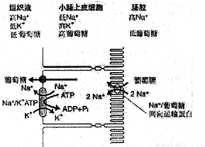 下列叙述错误的是①马铃薯块茎中含有较多的糖