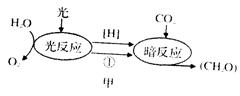呼吸作用知识点 "下图为绿色植物体内代谢过程中物质变化的示.