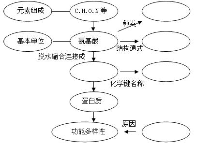 下列关于生物大分子的叙述正确的是A.M个氨基