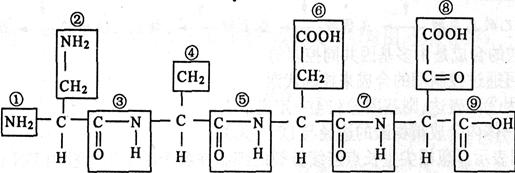 双缩脲试剂鉴定蛋白质的原理是蛋白质中的肽键