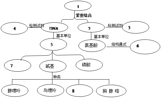 下列有关细胞中元素与化合物的叙述,错误的是