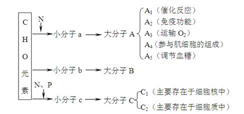 双缩脲试剂鉴定蛋白质的原理是蛋白质中的肽键