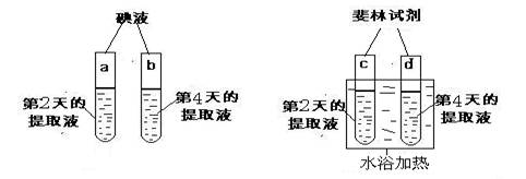 取成熟到第2天和第4天的等量香蕉果肉,分别加