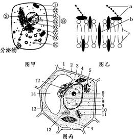 丙是两种细胞的亚显微结构模式图,图乙表示图甲中⑨结构的示意图, 请
