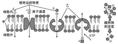 下列关于人体与细胞的关系的叙述,错误的是