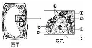 黑藻叶肉细胞 b.大肠杆菌细胞 c.洋葱根尖分生区细胞 d.