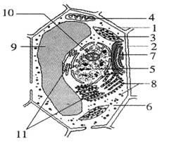 下图是关于细胞生物膜系统的概念图,请回答下