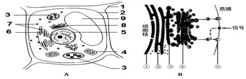a图为某植物细胞的亚显微结构模式图,b图示某动物细胞分泌蛋白合成和