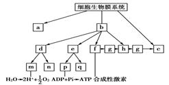 习题"下图为细胞生物膜系统的概念图,下列相关叙述错误的是____"的