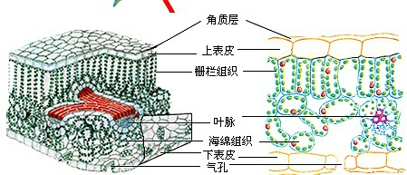 有保护作用,属于保护组织;叶肉属于营养组织,靠近上表皮的叶肉细胞