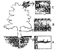 种子萌发先长出的是胚根.胚根发育成幼根.幼根