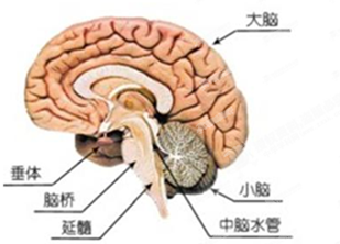 根据图片完成填空.(1)图中的脑桥,延髓都属于脑