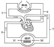 下列血管中管壁最厚,血流速度最快的是