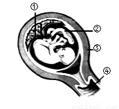 古代皇宫中的太监是正常男性经阉割后变成的。