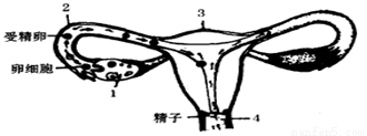 根据女性生殖器官图填写