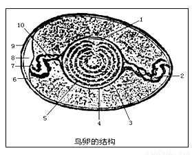 鸟卵的结构模式图,看图回答下列问题