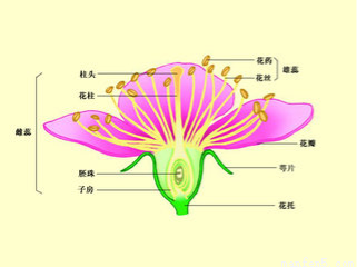 桃花的结构如图所示