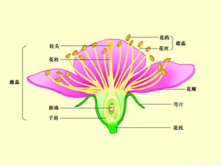 桃花的如图所示