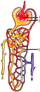 正常成人血浆、原尿和尿液中主要成分的浓度比